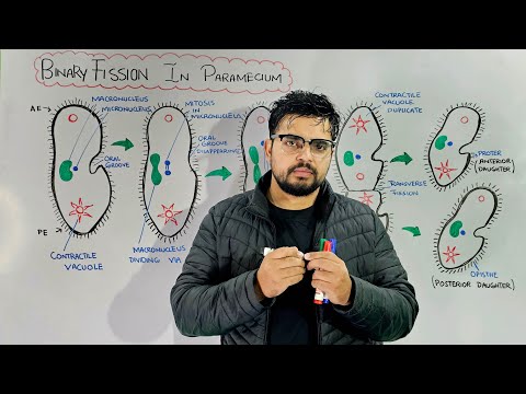 Binary Fission in Paramecium: Asexual Reproduction (Transverse Binary fission)