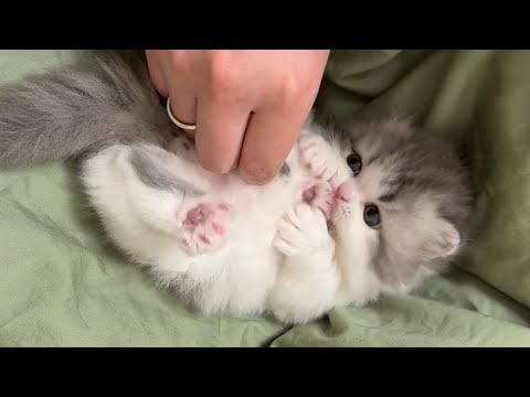 大切な子猫たちがあなたの心を掴むでしょう ♥