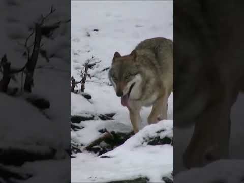 🇪🇸 Increíble caza de lobos 🐺🐺🐺- ¡No podrás creer lo que sucede! 🌟