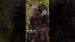 Golden eagle    Animal Planet    BBC Earth    Wildlife