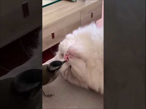 Funniest Animal Videos 😆 Try Not To Laugh Cats And Dogs 🤣 #funny #funnyvideo #viral #shorts