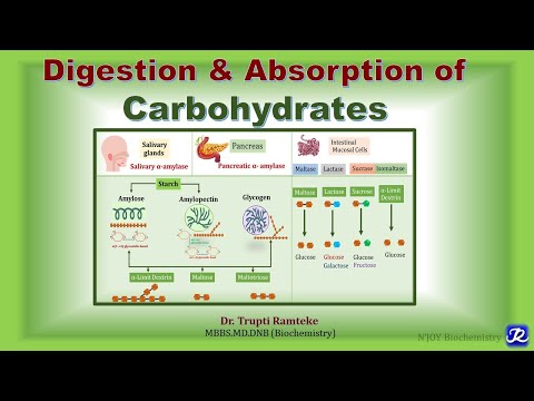 2: Digestion & Absorption of Carbohydrates I Carbohydrates Metabolism| Biochemistry