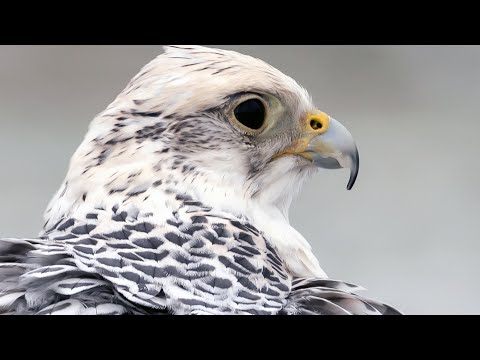 Wild America Short | Pretty Bird Gets Yerked | Gyrfalcons VS Ptarmigan