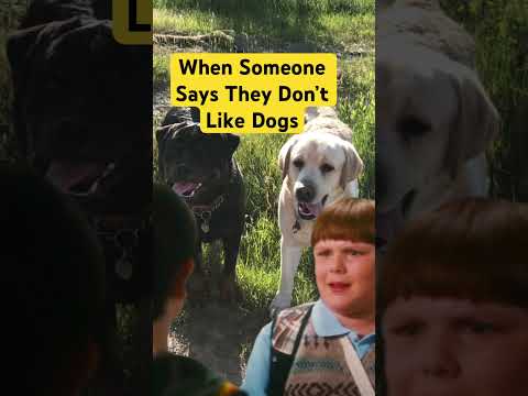 When Someone Says They Don’t Like Dogs #dog #Dogs #dogtok #dogvideo #labrador #rottweiler