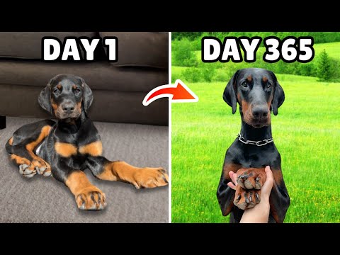 The First 365 Days with my Puppy