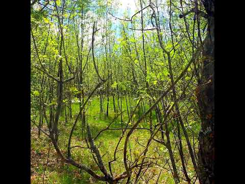 🌳❀🌳 Forest Therapy 🌳❀🌳 The forest whispers secrets only the quiet can hear...