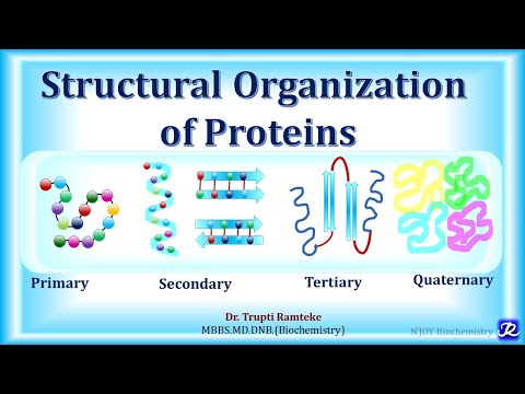 2: Structural organization of proteins |Amino acid chemistry | Biochemistry | N'JOY Biochemistry