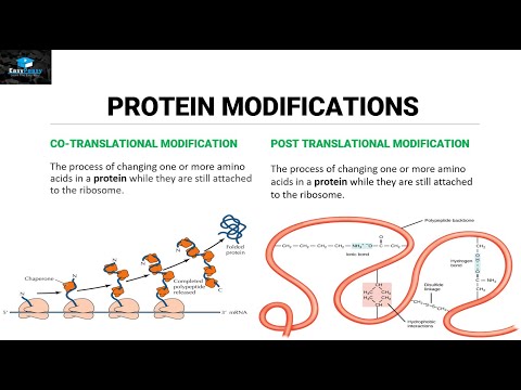 Post Translational Modifications Of Proteins