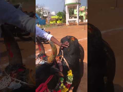 Jallikattu WhatsApp status #travel