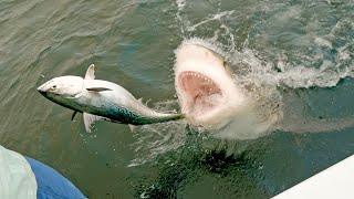 MOST INSANE SHARK CLIPS