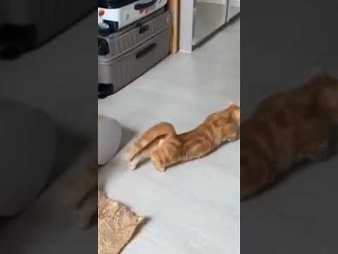 Cats Funny videos daily #shortfeed #shorts #catvideos #funnyshorts #viralvideo #youtubefunnyvideos