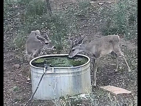 Two white tail young bucks at water tank July 11 2024