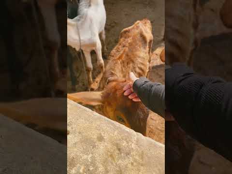 Visited the gaushala at Maharaji’s ashram in Vrindavan. The brown one wanted affection all day. 💕