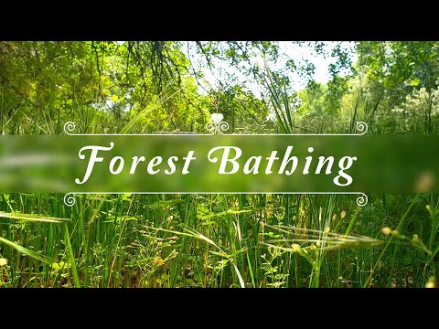 Fresh Morning Meditation Forest Therapy🌳Start Your Day with POSITIVE ENERGY🌳Healing Forest Frequency