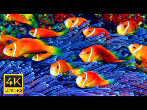 The Best 4K Aquarium 🐠 11 Hours of Beautiful Coral Reef Fish - Sleep Relax Meditation Music