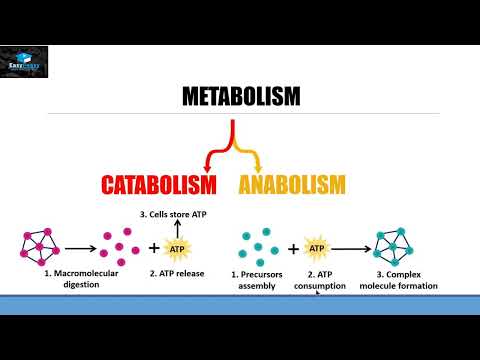 Metabolism