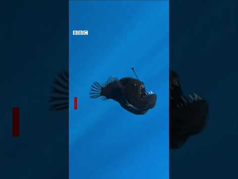 罕見黑色「海魔魚」意外被鏡頭捕捉－ BBC News 中文