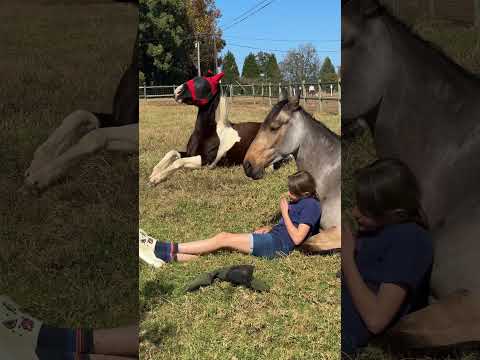 It’s been a very long week - taking a nap with Honey makes everything better! 🙌🏻🐴