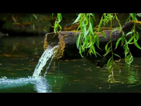 BAMBOO WATER FOUNTAIN | Relax & Get Your Zen On | White Noise