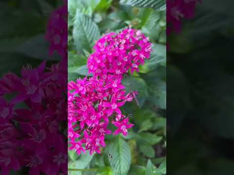 മലയാളികളുടെപ്രിയപ്പെട്ട ഗാനങ്ങൾ Malayalam songs🩷#feelgood #flowers #song #shortvideo #shorts #love