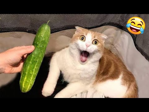 😻 New Funny Cats And Dogs Videos 2025 😆 Best Funniest Animal Videos 😂 PART 32