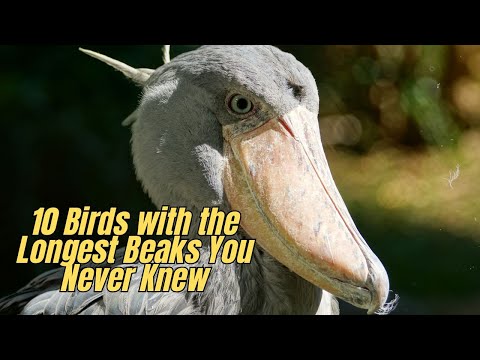 ✅ 10 Birds with the Longest Beaks You Never Knew 🦜 Birds Different Beaks 🐦