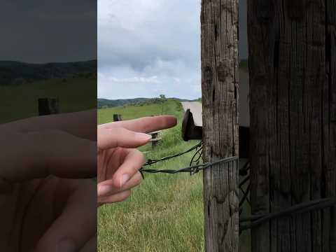 This Geocache blends in perfectly! Railroad Spike Camouflage | GeoTrek #shorts