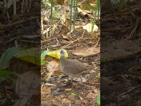 Tinamou Singing #shorts  #birds #birdsofcolombia