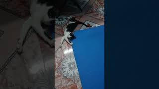 #funnycatvideos #cats #cat  #funnycats # #funnycatvideo #fun#catvideos ##cutecats #funnycat #cat