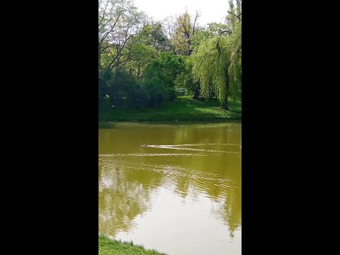 first ducklings this year #ducks #ducklings #spring #pond