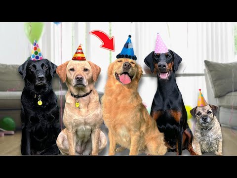 Surprising My Dog with his Best Friends for his Birthday