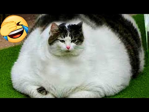 Funny Cats & Dogs 2025 🤣 | Try Not to Laugh Challenge!