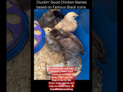 Naming Baby Chickens #babychicks #chickens #backyardchickens #cupofmood