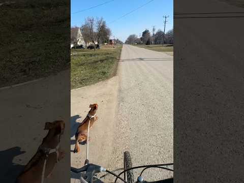 #dog #doglover #dogshorts #dogs #dogslife #bicycle #rider #cycling #bike #running #village #serbia