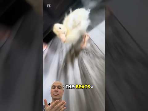 Why did the duck become a DJ?  #funny #meme