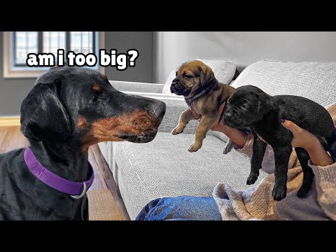 Dobermans Adorable Reaction to Tiny Rescue Puppies