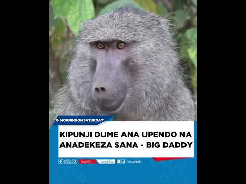 KIPUNJI DUME ANAUPENDO SANA NA ANADEKEZA