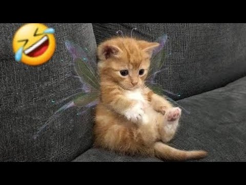 Intelligent Cats Vs Dogs Funny videos | ♥️🤣🤣New Funny videos daily | Wait For End Part 2