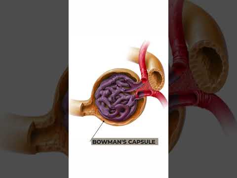 Structure and Function of Nephron: Anatomy and physiology of Nephron #3danimation #nephronstructure