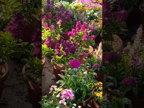 Kuwait plant nursery visit| watch Full video👆👆👆