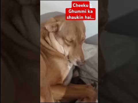 Cheeku ghummi ka shaukin (Hobbyist...) hai #indiandog #dogsfunnymoments #short