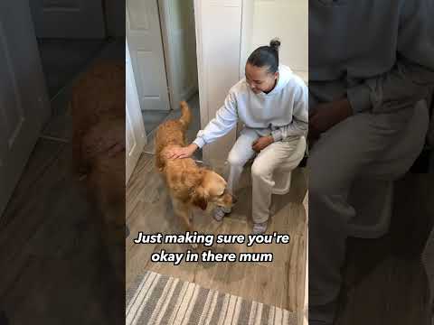 What owning a golden is really like