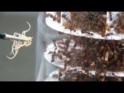 Infesting ant nests with Anisakis