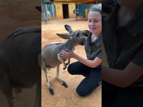 It's really amazing to see kangaroos up close - they are a beautiful species! 🦘 🌍