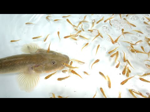 A monster-like giant goby that sucks in a ton of killifish