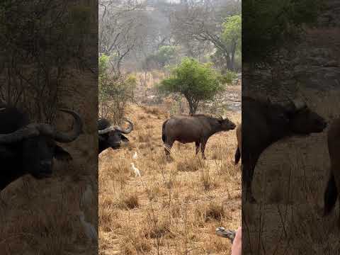 The main difference between a male and female buffalo is seen in their horn formation! 🌍🐃