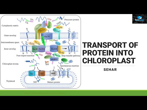 Protein Transport in Chloroplast