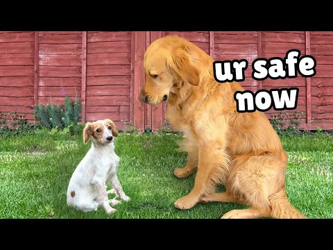 Watch our Golden Retriever Welcome a Rescue Puppy into Our Home