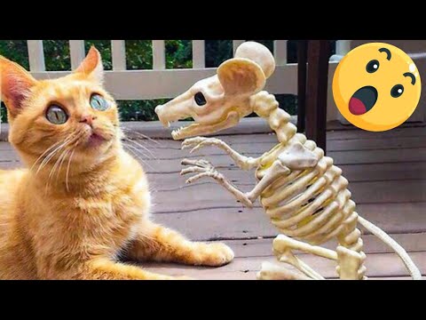 New Funny Cats and Dogs Videos 🐶😂 Best Funniest Animal Videos 😆😻