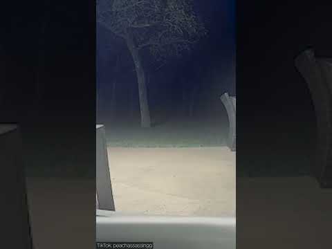 Dogs freaked out by a ghost outside #shorts